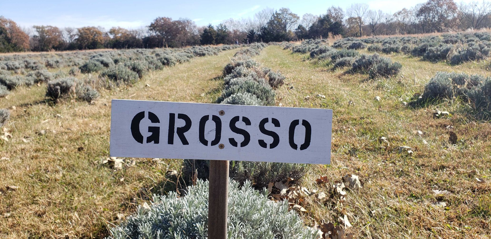 lavender farm